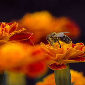 Цветы и пчелы